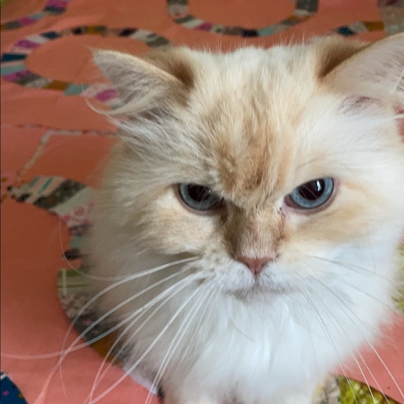 Meet your Posher, Tesh - Picture 1 of 1